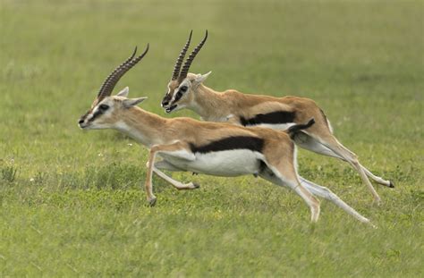 The Thomson's Gazelle — Kevin Pepper Photography