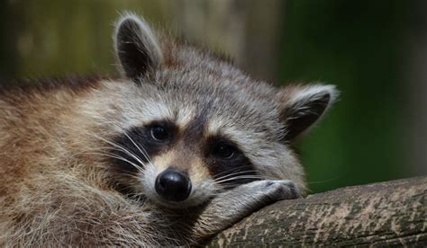 Raccoon Droppings: How to Easily Spot and Dispose of Feces