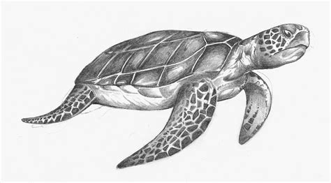 sea turtle drawings | ... the sea turtle came out to draw these animals ...