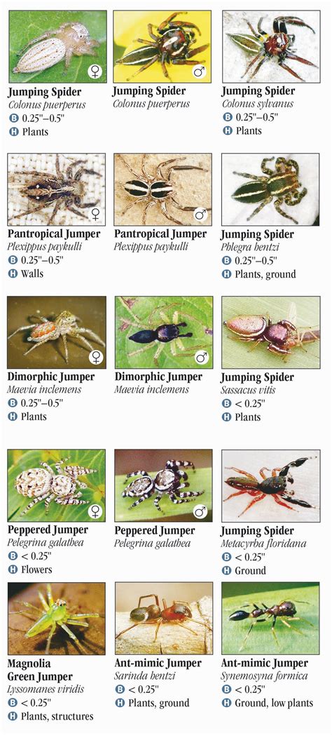 Poisonous Spiders In Florida Chart