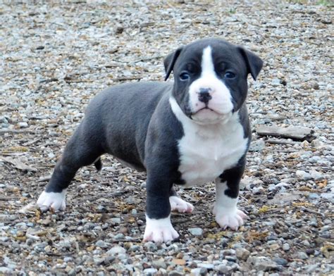 American Bully Puppies For Sale | Chattanooga, TN #193498