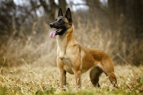 All About Military Belgian Malinois: Favorite K9 Fighter