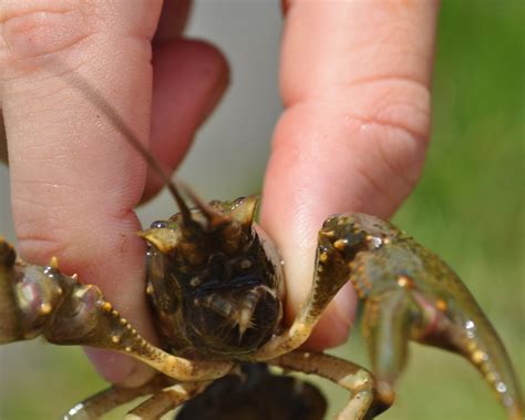 Wranglers and Ribbons: Crawdad Fishin'