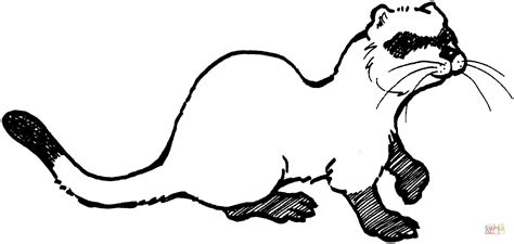 Ferret coloring page | Free Printable Coloring Pages