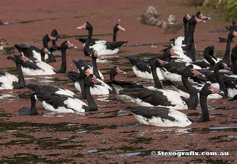 Magpie Goose - Anseranas semipalmata - Stevografix