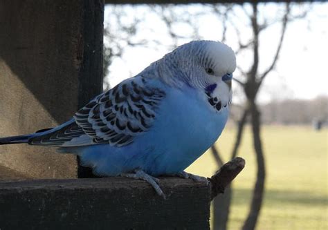 500 Most Popular Names for Budgies for Boys and Girls | PetPress