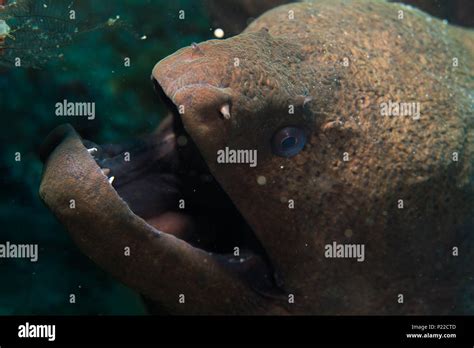 Moray eel teeth hi-res stock photography and images - Alamy