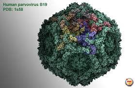 Parvovirus B19 (Fifth Disease) | Disease Outbreak Control Division