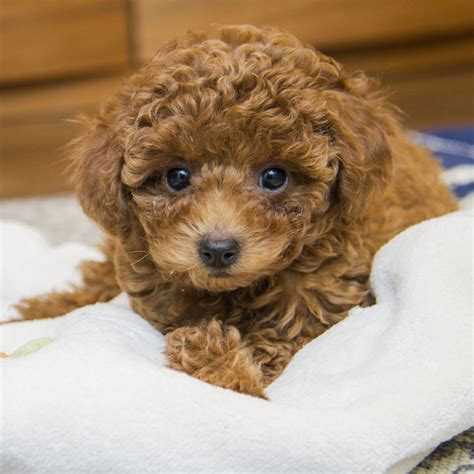 #1 | Poodle Puppies For Sale In Texas