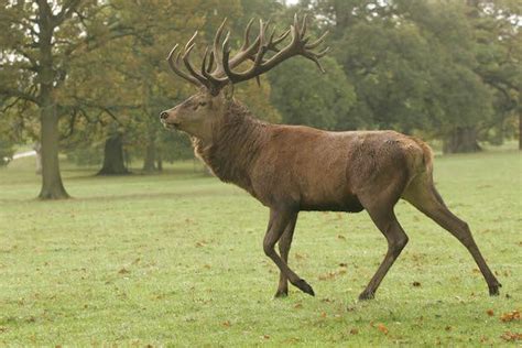 Stag antlers - what makes a stag a Royal, an Imperial or a Monarch ...