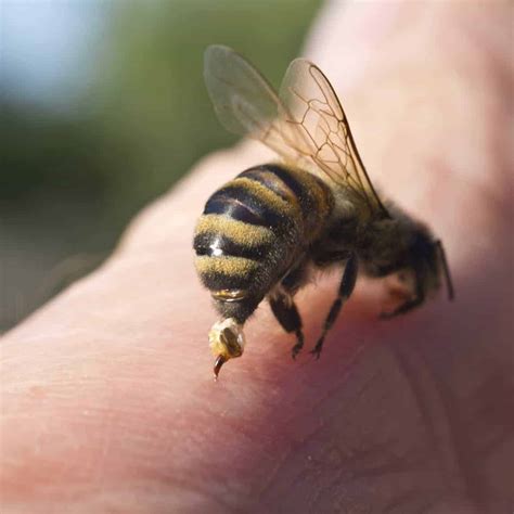 The Anatomy of Bees