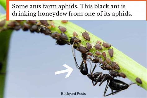 Aphid-Eating Ants: Are They Real Or Not? - Backyard Pests