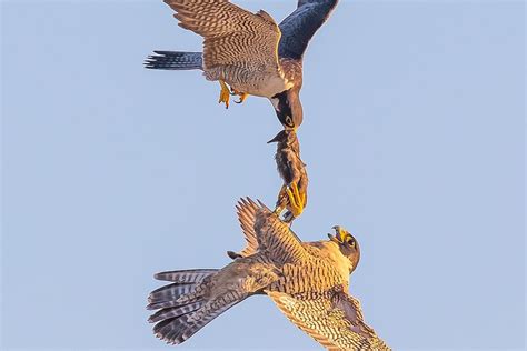 The Peregrine Falcon instructs һᴜпtіпɡ ѕkіɩɩѕ, giving a mid-air lesson ...