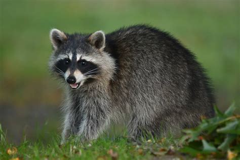 420+ Raccoon Teeth Stock Photos, Pictures & Royalty-Free Images - iStock