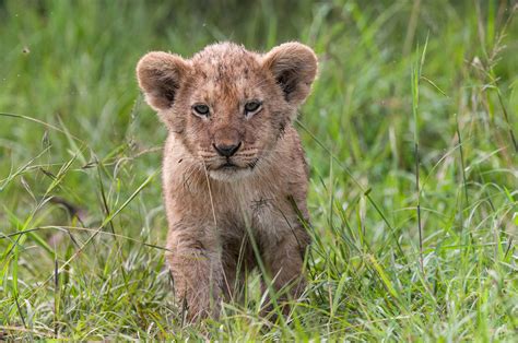 Lion Cub | Sean Crane Photography