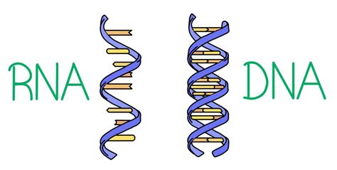 DNA vs. RNA — Differences & Similarities - Expii