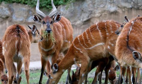 The Sitatunga Antelope - African wilderness tours