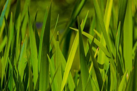 Green Blades of Grass in Close-Up Photography · Free Stock Photo