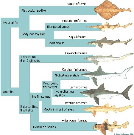 About - White Shark site