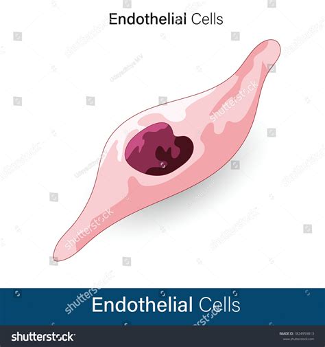 「Endothelial cells」の画像、写真素材、ベクター画像 | Shutterstock