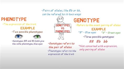 What Is The Difference Between Genotype And Phenotype In Detail ...