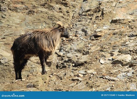 Himalayan tahr stock photo. Image of adult, hemitragus - 257115540