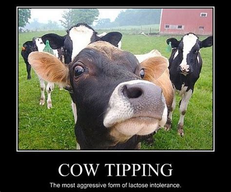 Cow tipping | Farm | Pinterest