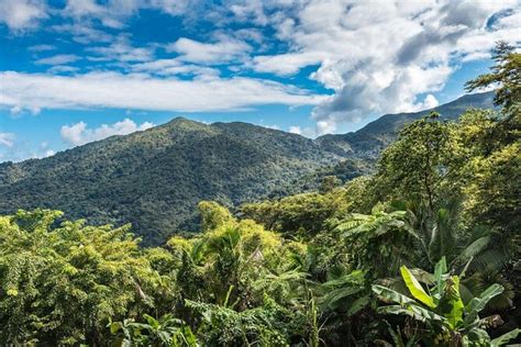 El Yunque National Park, San Juan | Tickets & Tours - 2024