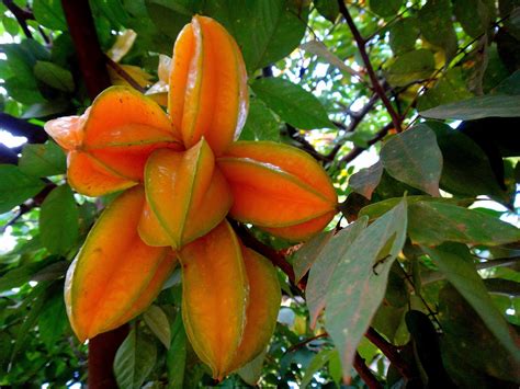 Carambola - Averrhoa carambola | Natureza Bela