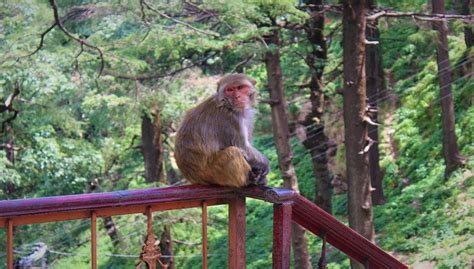 Rhesus Macaque Facts, Diet, Lifespan and Care of Baby Monkey