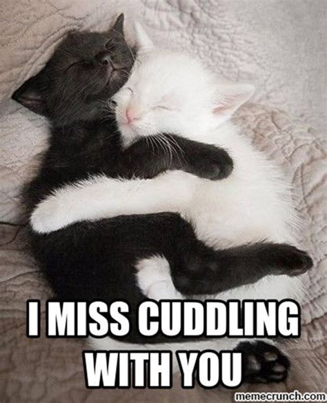 25 Cutest Cuddle Memes - SayingImages.com | Cuddling meme, Cute cat ...