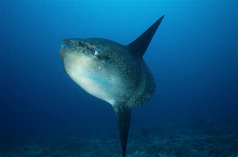 Learn 10 Things About Ocean Sunfish