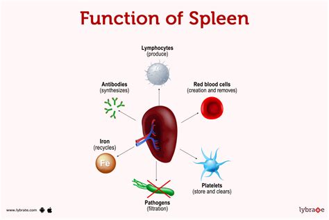 Spleen (Human Anatomy): Picture, Function, Diseases and More