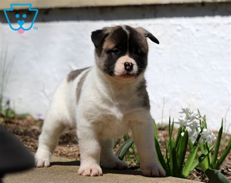 Akita Mix Puppies for Sale - Keystone Puppies