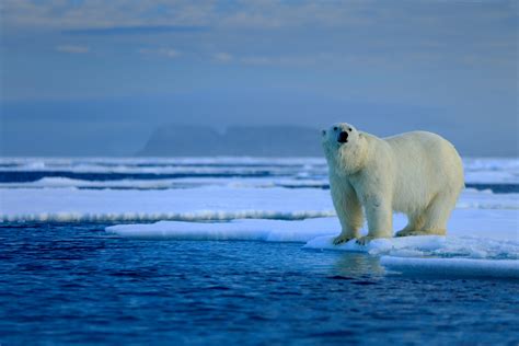 Arctic Animals - Meet the Wildlife of the North | Chimu Adventures Blog