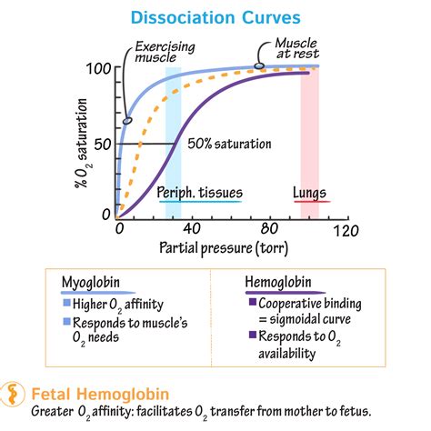 Biochemistry Glossary: Hemoglobin & Myoglobin: 4. Dissociation Curves ...