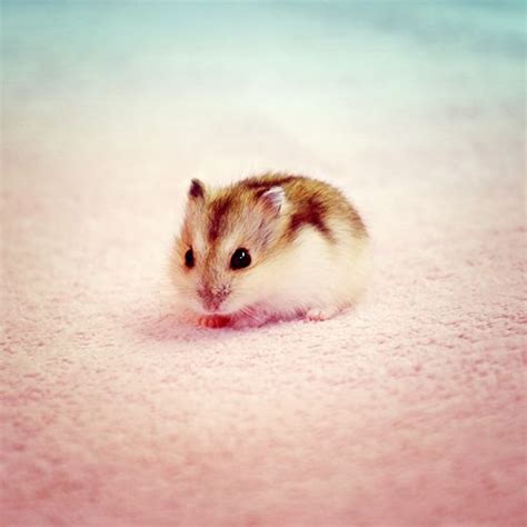 Baby Hamster | Schattige babydieren, Schattige dieren, Schattigste dieren