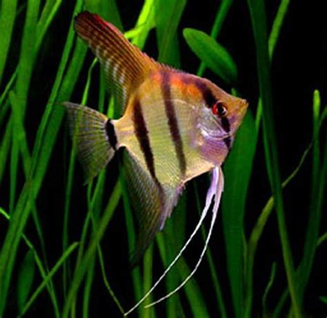 Freshwater Angelfish Types