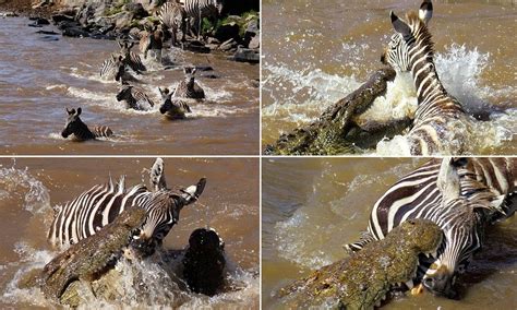 Pictured: The moment a crocodile attacks and kills a zebra foal | Foals ...