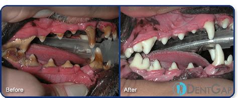 Dog Teeth Cleaning: How to take care of your dog's teeth?