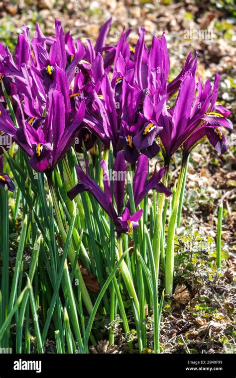 Mauve flowers Iris reticulata JS Dijt spring flower group Stock Photo ...