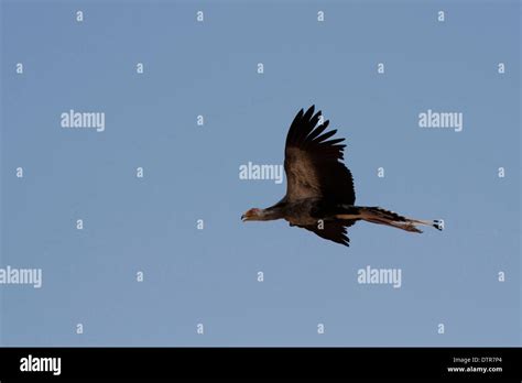 Secretary bird flying hi-res stock photography and images - Alamy