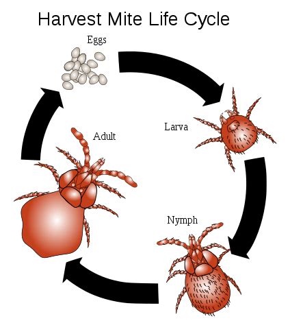 Chiggers (Mite) Bites, Rash Pictures, Treatment, Eradication ...