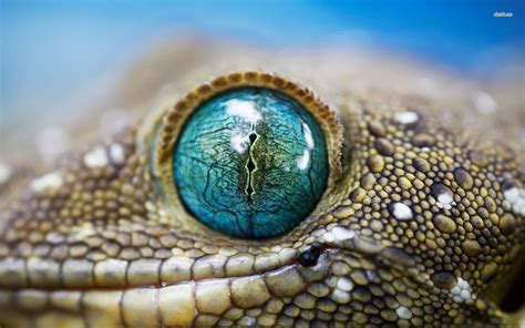 lizard Eye Close Up [19201200] | Reptile eye, Lizard eye, Crocodile eyes