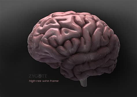 Zygote::Medically Accurate 3D Brain Model | Human Anatomy