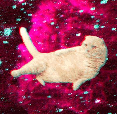 cats in space cat in space gif | WiffleGif