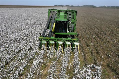 Cotton Harvest with a Harvester Machine Editorial Photo - Image of ...