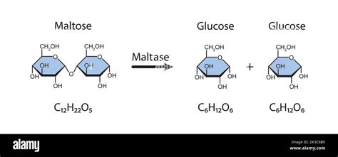 Maltase enzyme Effect On Maltose Sugar Molecule. Maltose Hydrolysis ...