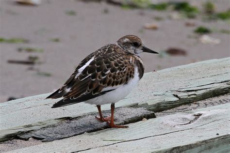 Ruddy Turnstone Facts, Habitat, Migration, Diet, Pictures