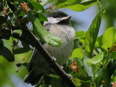 2021 Carolina Chickadee Nesting Season - Columbus Audubon